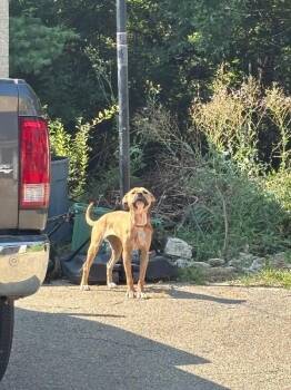 Missy -  Mixed Breed Dog for Adoption in Cincinnati, Ohio - Missy | PetCurious