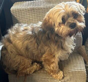 HARPER -  Lhasa Apso Dog for Adoption in Elyria, Ohio - HARPER | PetCurious
