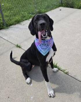 Bali -  Labrador Retriever and Great Dane Dog for Adoption in Bucyrus, Ohio - Bali | PetCurious