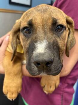 Spark Plug -  Mixed Breed Dog for Adoption in Stanwood, Washington - Spark Plug | PetCurious