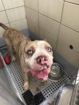 Mastiff and Mixed Breed Dogs Available for Adoption in Houston, Texas - GHOST | PetCurious