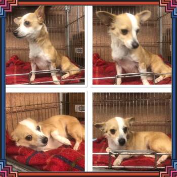 Chihuahua Dogs Available for Adoption in Buckhannon, West Virginia - BABY GIRL | PetCurious