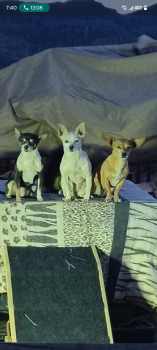 Lady Brownie  -  Chiweenie Dog for Adoption in Kingman, Arizona - Lady Brownie  | PetCurious