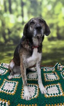 Apollo -  Shepherd Dog for Adoption in Little Rock, Arkansas - Apollo | PetCurious