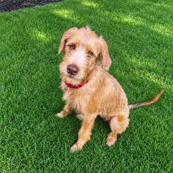 Molly -  Irish Terrier and Poodle Dog for Adoption in South Riding, Virginia - Molly | PetCurious