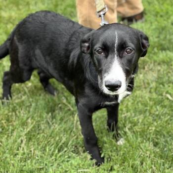 Caramel Corn -  Black Labrador Retriever and Border Collie Dog for Adoption in South Elgin, Illinois - Caramel Corn | PetCurious