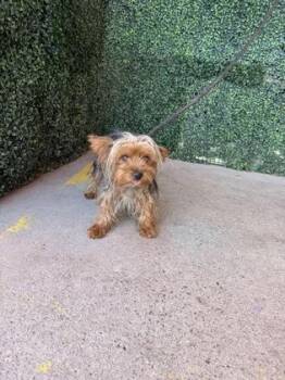 61645836 -  Yorkshire Terrier and Mixed Breed Dog for Adoption in El Paso, Texas - 61645836 | PetCurious