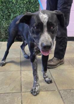 61606101 -  Mixed Breed Dog for Adoption in El Paso, Texas - 61606101 | PetCurious