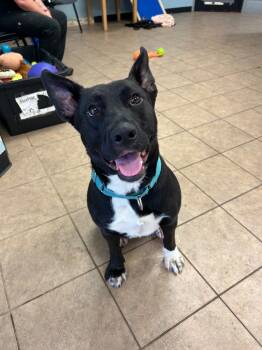 Rescue American Bulldog and Shepherd Dogs for Adoption in Marion, Ohio - Nellie | PetCurious