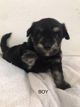 Rescue Maltese Dogs for Adoption in Tustin, California - Rocky Road - Please See Description / Criteria | PetCurious