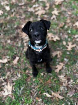 Black Labrador Retriever Dogs Available for Adoption - Corgan In NH! Come Meet Our Adoptable Dogs Wednesday-Saturday. M | PetCurious