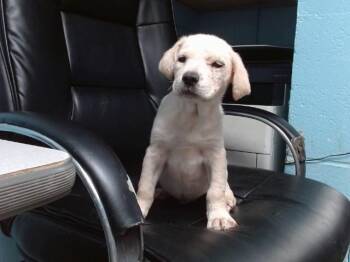 Labrador Retriever and Mixed Breed Dogs Available for Adoption - YUYO | PetCurious