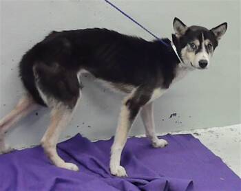 Husky and Mixed Breed Dogs Available for Adoption - THEO | PetCurious