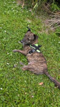 Hershey -  Plott Hound and Terrier Dog for Adoption in West Palm Beach, Florida - Hershey | PetCurious
