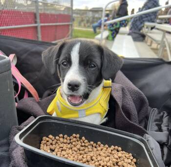 Terrier and Spaniel Dogs Available for Adoption in Minneapolis, Minnesota - Lanie | PetCurious