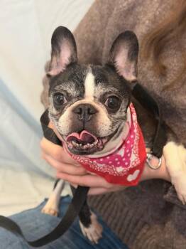 Mixed Breed Dogs Available for Adoption - Peppa | PetCurious