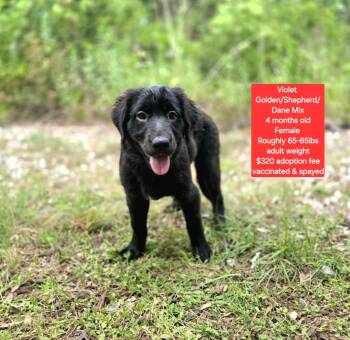 Violet -  Golden Retriever and Shepherd Dog for Adoption in Oviedo, Florida - Violet | PetCurious