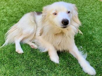 Australian Shepherd Dogs Available for Adoption in San Marcos, California - SAVE ME PLEASE! Giddy #A550696 | PetCurious