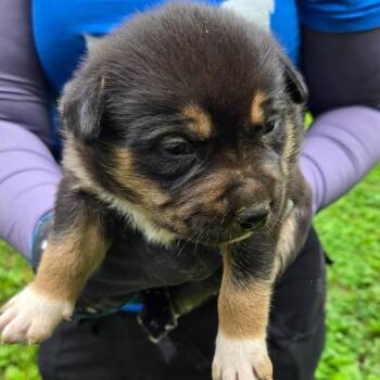 Minnie -  Australian Cattle Dog Blue Heeler and Australian Shepherd Dog for Adoption in Hohenwald, Tennessee - Minnie | PetCurious