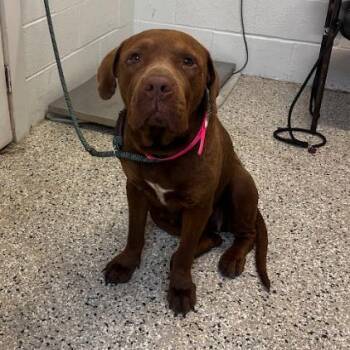 Labrador Retriever and American Bulldog Dogs Available for Adoption in Hattiesburg, Mississippi - Henrietta | PetCurious