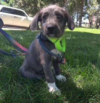 Malibu Sunset -  Terrier and Cattle Dog Dog for Adoption in Fort Lupton, Colorado - Malibu Sunset | PetCurious