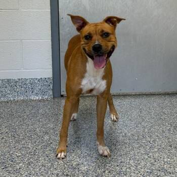 Misty -  Mixed Breed Dog for Adoption in Greenville, South Carolina - Misty | PetCurious