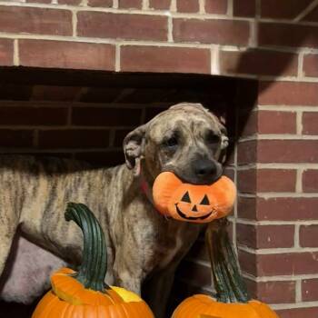 Rescue Cane Corso Dogs for Adoption in Manchester, Pennsylvania - Precious (now Rosie) | PetCurious