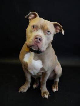 Pit Bull Terrier and Mixed Breed Dogs Available for Adoption - Chance | PetCurious
