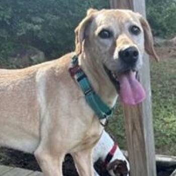 Coonhound and Yellow Labrador Retriever Dogs Available for Adoption in Little Rock, Arkansas - Lilly Jr. (LJ) | PetCurious