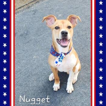 Nugget -  Jack Russell Terrier and Chihuahua Dog for Adoption in Cleveland, Tennessee - Nugget | PetCurious
