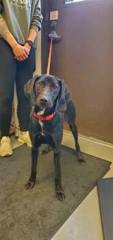 Plott Hound and Hound Dogs Available for Adoption - Maribel | PetCurious