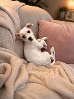 Cel -  Miniature Schnauzer and Jack Russell Terrier Dog for Adoption in San Diego, California - Cel | PetCurious