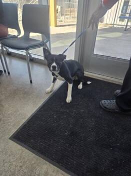 Pit Bull Terrier and Mixed Breed Dogs Available for Adoption - Picard | PetCurious