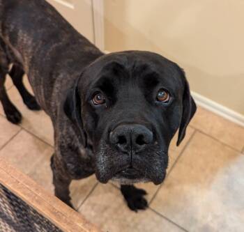 New Kid -  Mastiff Dog Available for Adoption in Edmond, Oklahoma - New Kid | PetCurious