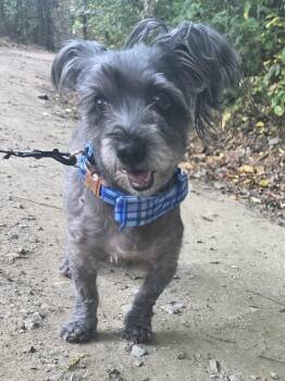 Chester -  Miniature Schnauzer Dog for Adoption in Hayesville, North Carolina - Chester | PetCurious