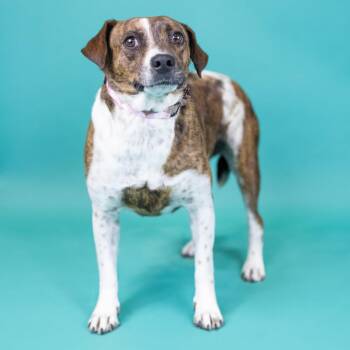 Brindy -  Mixed Breed Dog for Adoption in Portland, Oregon - Brindy | PetCurious