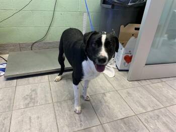 Border Collie and Mixed Breed Dogs Available for Adoption in Grand Prairie, Texas - TONTO | PetCurious