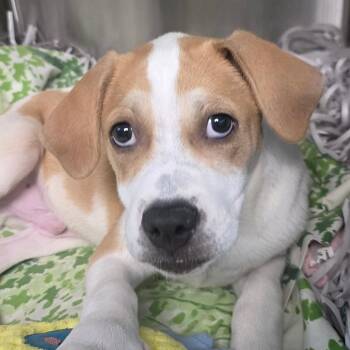 Ultron -  Hound and Terrier Dog for Adoption in Clearwater, Florida - Ultron | PetCurious