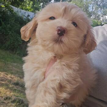 Snuggles -  Mixed Breed Dog for Adoption in Jarrettsville, Maryland - Snuggles | PetCurious