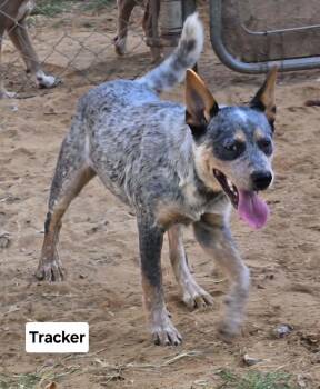 Rescue Australian Cattle Dog Blue Heeler Dogs for Adoption in New Berlin, Wisconsin - TRACKER   $425 | PetCurious