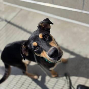 Polly -  Mixed Breed and German Shepherd Dog Dog for Adoption in Greensboro, North Carolina - Polly | PetCurious