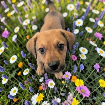 Brownie -  Labradoodle and German Shepherd Dog Dog for Adoption in Fort Worth, Texas - Brownie | PetCurious