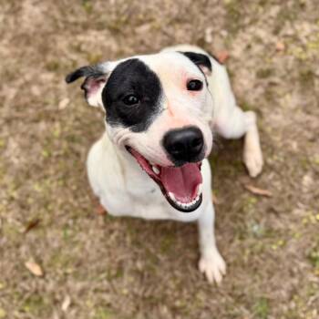 Mixed Breed Dogs Available for Adoption - Wynter | PetCurious