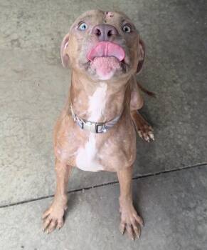 RHONDA -  Pit Bull Terrier Dog for Adoption in Rochester, Indiana - RHONDA | PetCurious