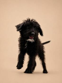 Winnie -  Labradoodle Dog for Adoption in Cleveland, Texas - Winnie | PetCurious