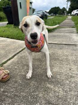 Rescue Terrier Dogs for Adoption in Jefferson, Louisiana - Brulee | PetCurious
