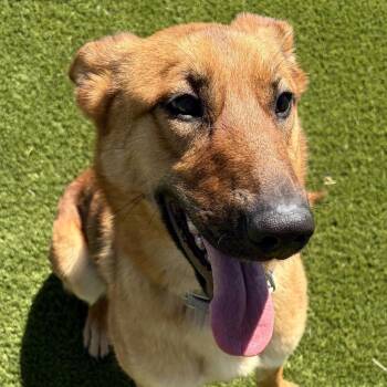 Belgian Shepherd Malinois and German Shepherd Dog Dogs Available for Adoption in Burbank, California - KitKat | PetCurious