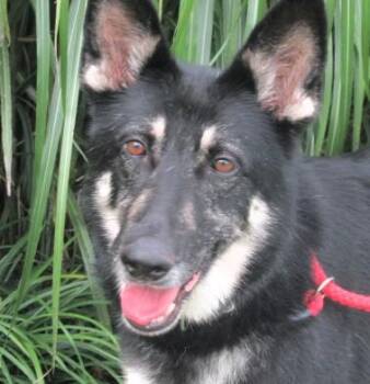 Rosie -  German Shepherd Dog Dog for Adoption in Paris, Kentucky - Rosie | PetCurious