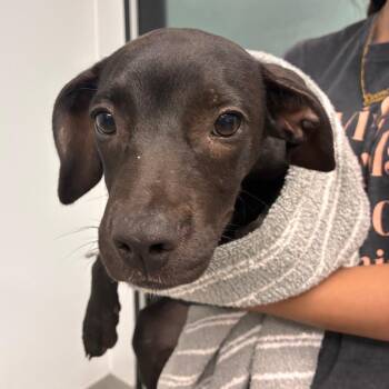 Tamera -  Black Labrador Retriever and Dachshund Dog for Adoption in Abilene, Texas - Tamera | PetCurious