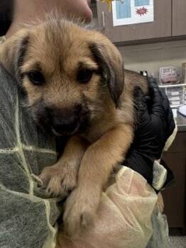 Terrier and Mixed Breed Dogs Available for Adoption in Fishers, Indiana - Jade | PetCurious